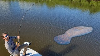 Florida Manatee catch clean amp cook [upl. by Airdnola144]