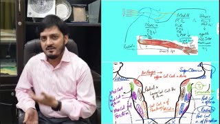 Upper Limb Nerve Supply  Motor amp Sensory  Brachial Plexus Distribution Part II  M Kamran Ameer [upl. by Fransen538]