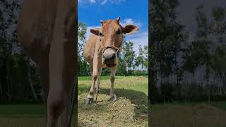 cow animals youtubeshorts viralvideo shorts bigcow [upl. by Glori]