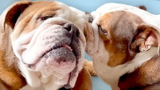 JIBBER JABBER Walrus Bulldogs [upl. by Filide]