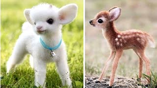 Top 10 Cute Animals In The World  Part2 [upl. by Nerval]