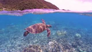 At the beach on Monday Season６ Episode5「Green turtle 」アオウミガメ [upl. by Emmi986]