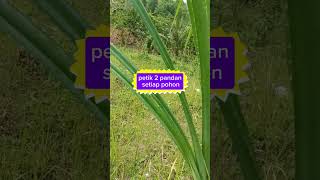 Pandanus tectorius sebagai bahan anyaman pandan fyp youtubeshorts youtube pandan hhbk [upl. by Kahn274]