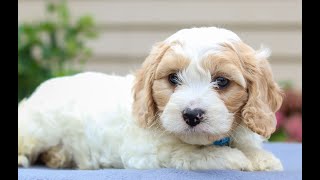 Cavachon Puppies for Sale [upl. by Jenny]