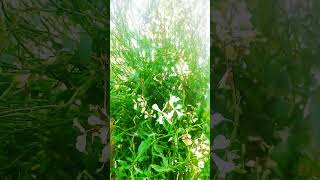 Rocket salad plantsshortsviral shortvideo youtubeshorts shortsyoutube salad rocketplants [upl. by Karlin]