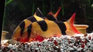 Clown loach eating snails [upl. by Leahcym]