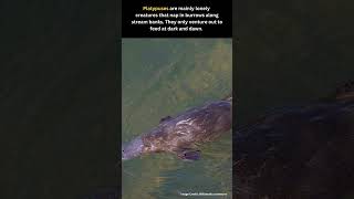 Secrets of the Platypus  Australias Unique Mammal  Platypus Facts Size and Habitat  2024 [upl. by Eserehc]