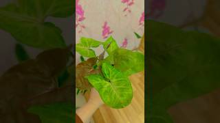 bitkiler cvetocek7 миррастений flowers Сингониум Syngonium🫶🏻Ма ша Аллах yasin [upl. by Hiett]