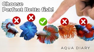 How To Choose A Best Betta Fish [upl. by Ahsinwad910]