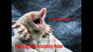 Catching and Relocating Moles  I Gotta Poop [upl. by Htederem]