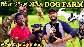 🔥 වර්ග 25 ක්‌ සිටින dog farm  jude farm  අඩුම සහ අලුත්ම මිල ගණන් දැනගමුද  FPBfavoritepetbook dog [upl. by Shaw]