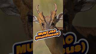 Meet the oldest known deer species  Barking deer muntjac animalfacts muntjacs [upl. by Karab]