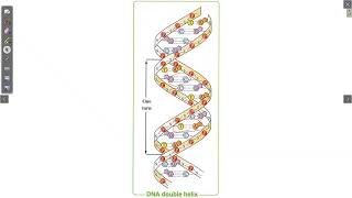 Watson and cricks model of DNA Biology ثالث ثانوي لغات 2022 2023 [upl. by Lipfert]