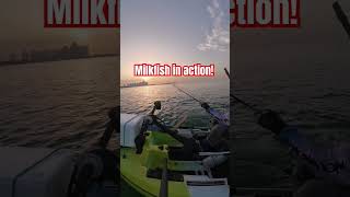 fishing fishng fishingtechniques amazing fish kayakfishing milkfish bangus fishingvideo [upl. by Netaf711]