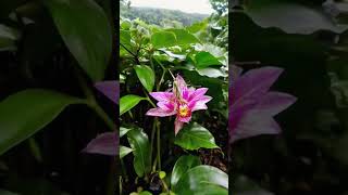 Master of Disguise Praying Mantis Camouflaged in Orchid Bloom [upl. by Silenay]