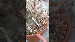 Pachypodium Saundersii Compacta [upl. by Froemming]