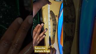 Biggest size Polypterus bichir Endlicherii Senegal fish feeding and growth India 🐠 fish fishvideo [upl. by Boucher]