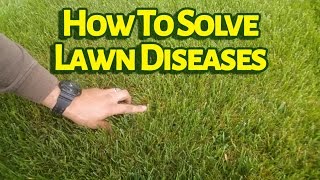 Do You Know What Fungicide Controls Lawn Diseases Like Brown Patch [upl. by Ientruoc]