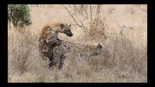 HYENAS mating and LION cubs [upl. by Ahsakal]