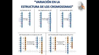 Alteracion Estructura Cromosomas [upl. by Brawley]