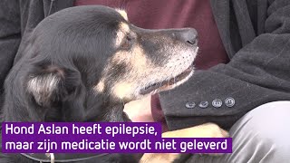 Hond Aslan heeft epilepsie maar zijn medicijn wordt niet geleverd [upl. by Bussey273]