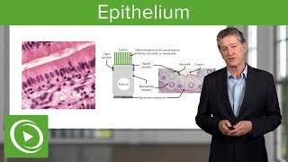 Epithelium – Histology  Lecturio [upl. by Odranoel349]