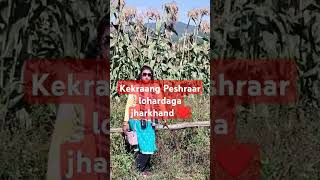 Gangai khet  kekraang Peshraar lohardaga jharkhand  Holiday time Fun with Nature ♥️♥️♥️🎉🎉🎉🌾🌾🌾🦜🦜🦜🌲 [upl. by Motteo]