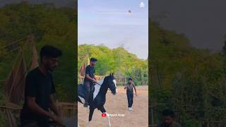 ഇത് മുതൽ വേറെയാണ് 😜😜 I Shimil Malappuram horserider horse [upl. by Giaimo]