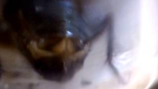 Japanese Cockroach Females Genitalia ヤマトゴキブリ♀：産卵の兆候？ [upl. by Gilroy]