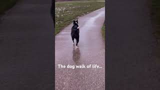 The dog walk of life…🥳 dog love family shorts video youtube [upl. by Nosreh]