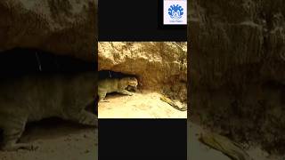 Cat saving babies from python 😱😱  💥💥 Wonderful Animal Kingdom 143 💥💥 cat animals python [upl. by Notnelc]