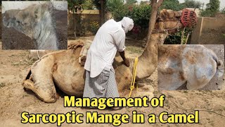 Sarcoptic Mange in a CamelSarcoptes scabei var cameli Cases Treatmentcamelpetvettown [upl. by Osy]