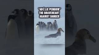 The brave Adélie penguin saves its friends [upl. by Leihcar]