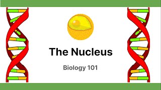 The Nucleus  Biology101 [upl. by Obmar]