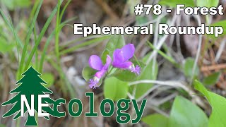 NEcology 78  Forest Ephemeral Roundup [upl. by Tur]