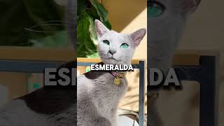 Estos son los cinco gatos más caros del mundo😯 [upl. by Leelaj650]