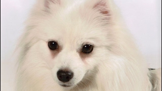 American Eskimo Dog History Personality Health Care [upl. by Ajed]