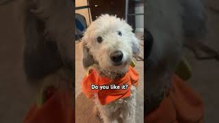 Mr Darcy’s pumpkin costume aww halloween dog puppy cutedog youtube fpy viralvideo [upl. by Enaz46]