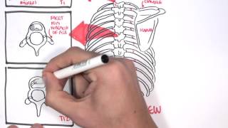 Anatomy Thorax Overview  Ribs Sternal angle Pleura and Pneumothorax [upl. by Adhamh]