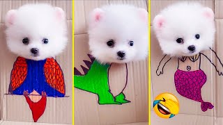 Cute Pomeranian Puppies Doing Funny Things 8  Cute and Funny Dogs  Mini Pom [upl. by Webb767]