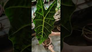 How to Propagate Alocasia Polly from one leaf 💚✨shorts garden plants [upl. by Lamaaj307]