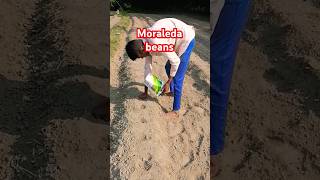 मोरालीडा विन्स की रोपाई का तरीका  moraleda beans seminis farming youtubeshorts shorts [upl. by Meave]