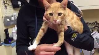 Forelimb hyperflexion due to injury Feline front leg injury [upl. by Eyt]