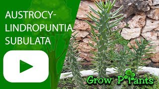 Austrocylindropuntia subulata  grow amp care [upl. by Adnihc142]