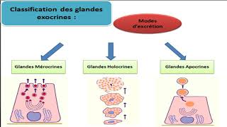 Cours dhistologie les épithéliums glandulaires [upl. by Annaicul]