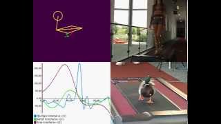 Gait Analysis  Comparison Duck vs Human Gait  with Simi Motion [upl. by Schuman]