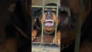 angry Rottweiler growling sound viral dog angrypuppy dogsound aggressivedog [upl. by Fionnula]