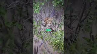 The Amazing Leopards [upl. by Mercedes]