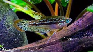 Sparkling Gourami Care and Breeding A Little Fish Gem [upl. by Specht]