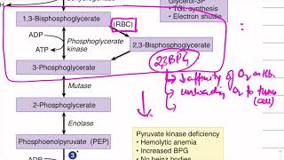 GlycosisclinicalUSMLEMalate aspartate G3P shuttle GLUT types Energy source [upl. by Yenaled]